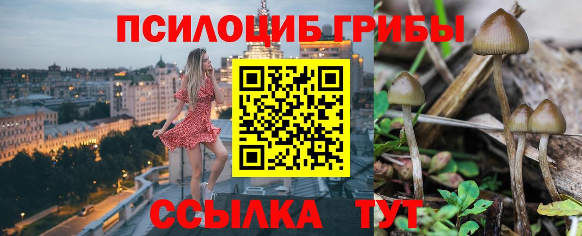 Галлюциногенные грибы GOLDEN TEACHER  Вход с VPN  Клинцы  как найти   Псилоцибиновые грибы Psilocybine cubensis 